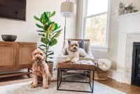 Pet-Friendly Spaces: Designing a Home with Your Pets in Mind