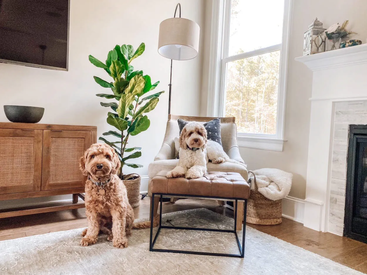 Pet-Friendly Spaces: Designing a Home with Your Pets in Mind